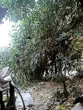 Freechat Hotty-rosni on StripChat